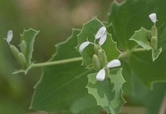 Guardiola platyphylla