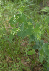 Guardiola platyphylla
