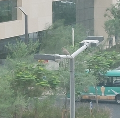 Streptopelia senegalensis