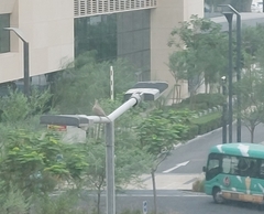 Streptopelia senegalensis