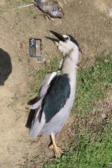 Nycticorax nycticorax