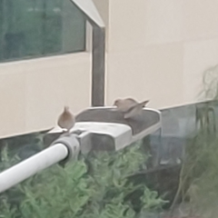 Streptopelia senegalensis