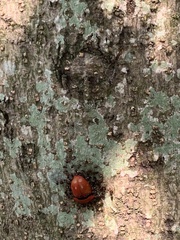 Poecilocoris druraei