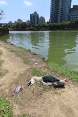 Nycticorax nycticorax