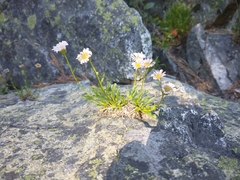 Erigeron cervinus