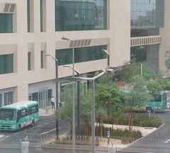 Streptopelia senegalensis