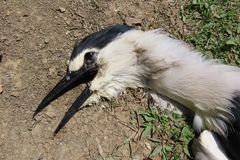 Nycticorax nycticorax