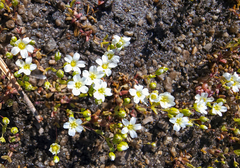 Mononeuria uniflora