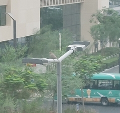 Streptopelia senegalensis