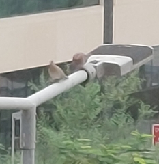 Streptopelia senegalensis