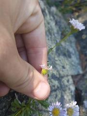 Erigeron cervinus