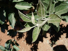 Aculus schlechtendali