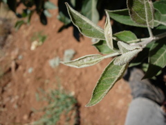 Aculus schlechtendali