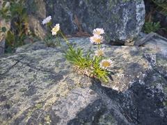 Erigeron cervinus