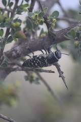 Lampetis dilaticollis