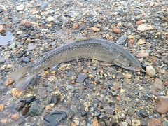Salvelinus malma