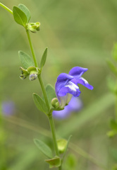 Scutellaria potosina
