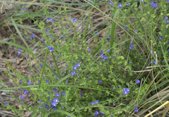 Scutellaria potosina