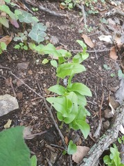 Malaxis brachyrrhynchos