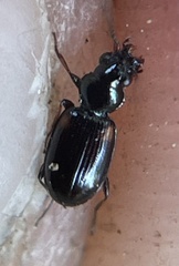 Bembidion mutatum