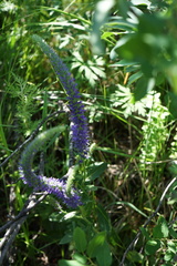 Veronica porphyriana