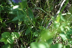 Veronica porphyriana