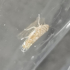 Scaphoideus opalinus