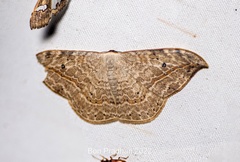 Drepana pallida