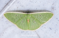 Comostola hauensteini