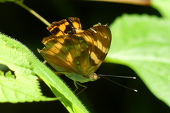 Herona marathus