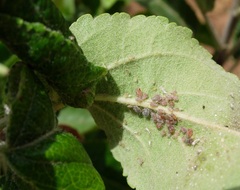 Dysaphis plantaginea