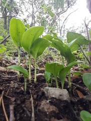 Malaxis brachyrrhynchos