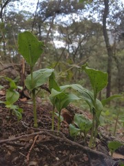 Malaxis brachyrrhynchos