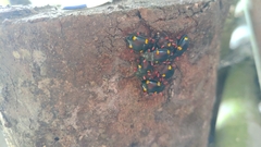 Eumorphus quadriguttatus pulchripes