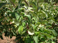 Dysaphis plantaginea