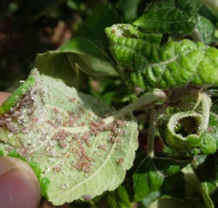 Dysaphis plantaginea