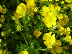 Ranunculus scandicinus