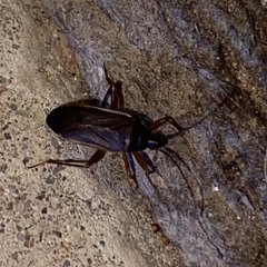 Balboa ampliata