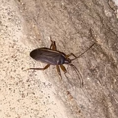 Balboa ampliata