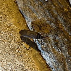 Balboa ampliata