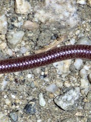 Rena humilis humilis