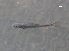 Neolissochilus