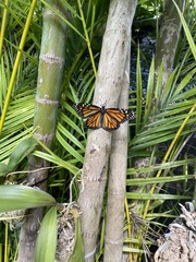 Danaus plexippus