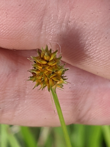 Image of Carex cephalophora by (c) Tom Sisan, some rights reserved (CC BY-SA)