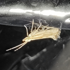 Plutella porrectella