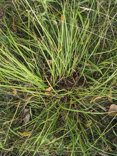Image of Carex cephalophora by (c) Tom Sisan, some rights reserved (CC BY-SA)