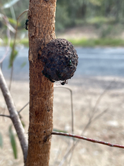 Apiomorpha strombylosa