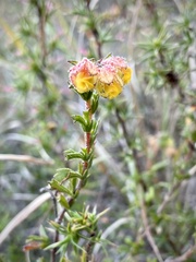 Hermannia rudis