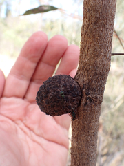 Apiomorpha strombylosa
