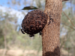 Apiomorpha strombylosa